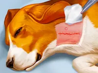 https://arcade-games.space/game/dog-hospital