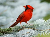 https://arcade-games.space/game/birds-puzzle