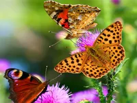 https://arcade-games.space/game/butterfly-slide