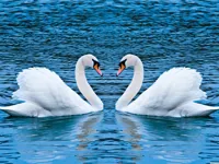 https://arcade-games.space/game/swans-slide